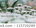 Small pink flowers 115720289