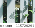 Flower blooming in everyday life 115720291