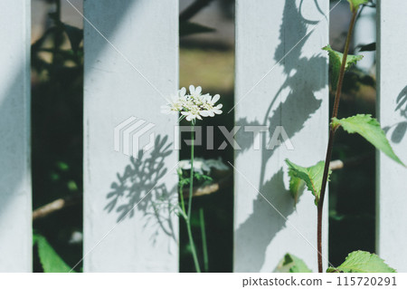 Flower blooming in everyday life 115720291