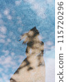 Summer silhouette 115720296