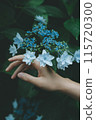 Hydrangea decoration 115720300