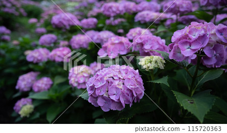 Beautiful hydrangea Beautiful hydrangea 115720363