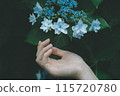 Hydrangea and hand 115720780