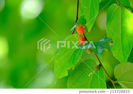Delicious colored paper mulberry fruit Delicious colored paper mulberry fruit 115720833