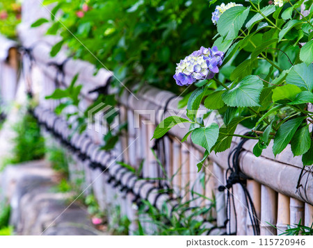 Scenery of the temple town in early summer: Hydrangeas blooming softly 115720946