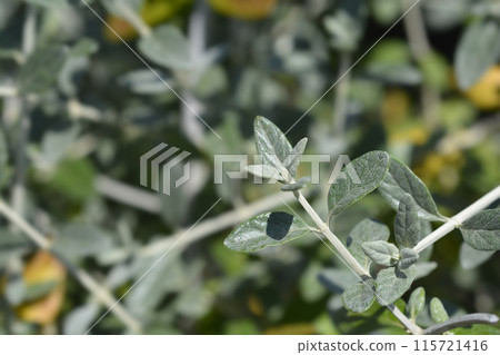 Tree germander Tree germander 115721416