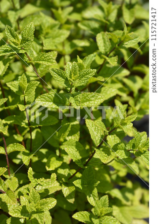 Moroccan mint Moroccan mint 115721417