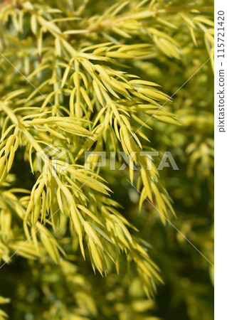 Juniper Gold Cone Juniper Gold Cone 115721420
