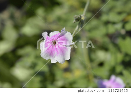 Rose campion Angels Blush 115721425