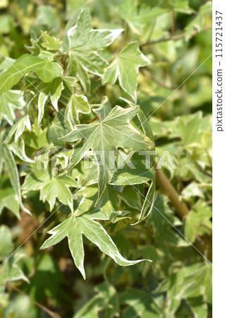 English Ivy Yellow Ripple English Ivy Yellow Ripple 115721437