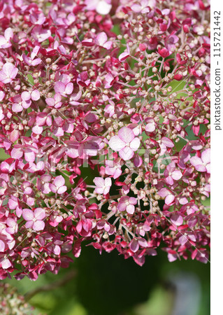 Smooth hydrangea Pink Annabelle Smooth hydrangea Pink Annabelle 115721442