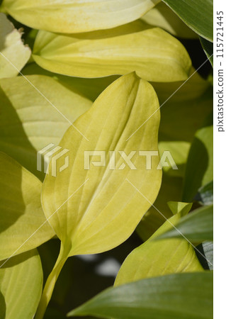 Plantain lily August Moon 115721445