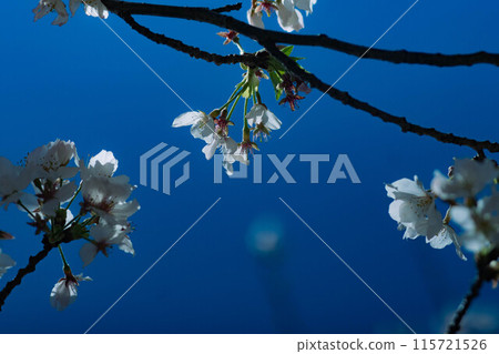 藍天和櫻花 115721526