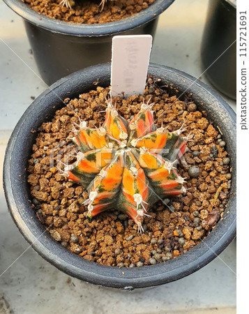 Cactus, Gymnocalycium species It has a yellow-orange color that contrasts perfectly with green in a pot. 115721691