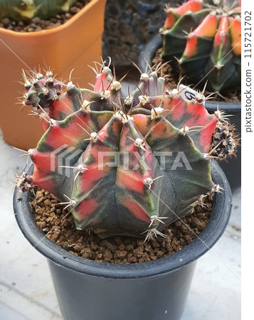 A Gymnocalycium cactus that contrasts beautifully in red and green in a pot. A Gymnocalycium cactus that contrasts beautifully in red and green in a pot. 115721702