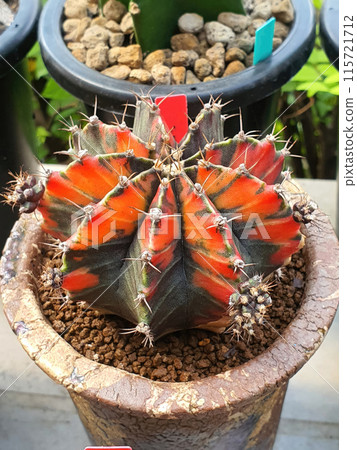 Gymnocalycium Cactus. Its flame-like color contrasts perfectly with the natural green color in a potted plant. 115721712