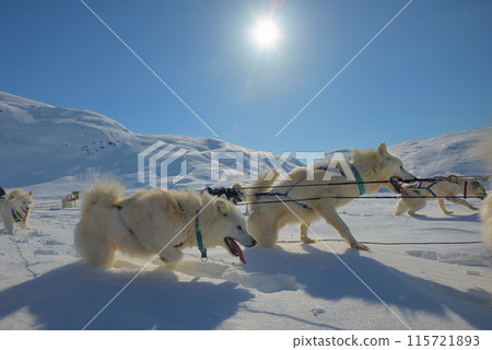 Dog sledding trip in cold snowy in Greenland Dog sledding trip in cold snowy in Greenland 115721893
