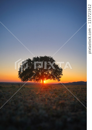 Single Tree on field at Summer sunset Single Tree on field at Summer sunset 115721912