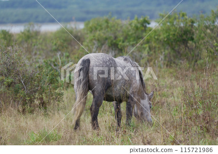 北海道馬吃草 北海道馬吃草 115721986