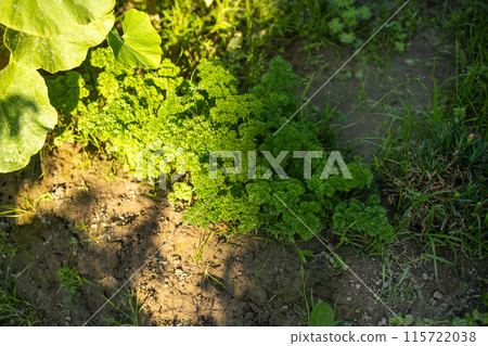 Parsley grown outdoors in garden 115722038