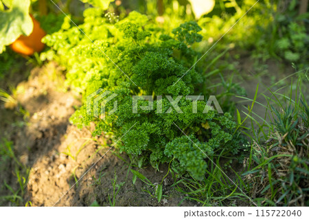 Parsley grown outdoors in garden Parsley grown outdoors in garden 115722040