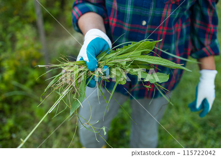 Weeds and grass in the hands of a farmer after working in the garden. Weeds and grass in the hands of a farmer after working in the garden. 115722042
