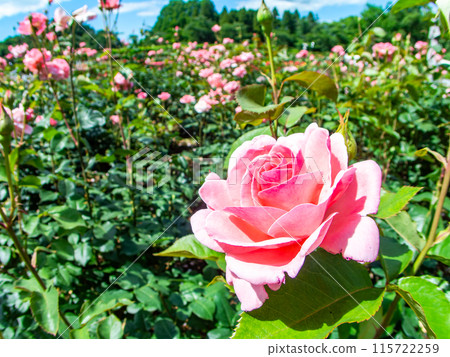 Beautiful early summer scenery, spring roses in full bloom with scented beauty 115722259