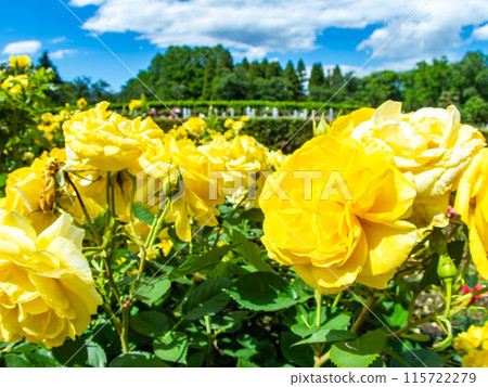 美麗的初夏風光,春天的玫瑰盛開,芬芳的美麗 美麗的初夏風光,春天的玫瑰盛開,芬芳的美麗 115722279