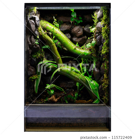 Natural Green Vivarium with Plants Natural Green Vivarium with Plants 115722409