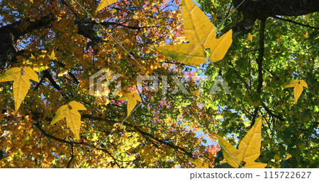 Image of autumn leaves falling against low angle view of trees and blue sky 115722627