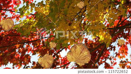 Image of autumn leaves falling against view of trees and sky Image of autumn leaves falling against view of trees and sky 115722652