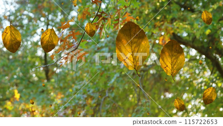 Image of autumn leaves falling against view of trees and sky Image of autumn leaves falling against view of trees and sky 115722653