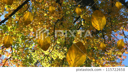 Image of autumn leaves falling against view of trees and blue sky Image of autumn leaves falling against view of trees and blue sky 115722658