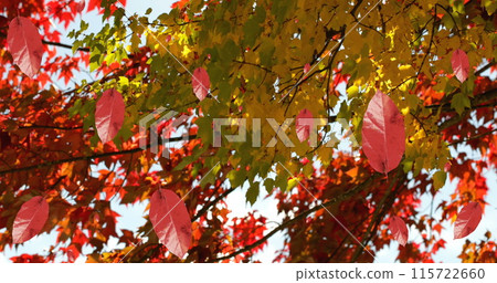 Image of autumn leaves falling against view of trees and sky 115722660