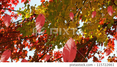 Image of autumn leaves falling against view of trees and sky 115722661