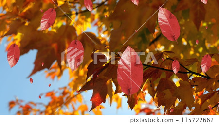 Image of autumn leaves falling against view of trees and blue sky 115722662