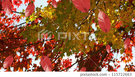 Image of autumn leaves falling against view of trees and sky 115722663