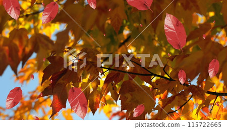 Image of autumn leaves falling against view of trees and blue sky 115722665