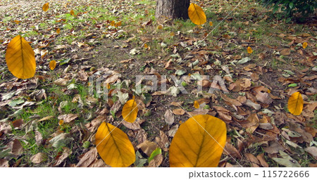 Image of autumn leaves falling against close up view of fallen leaves on the ground Image of autumn leaves falling against close up view of fallen leaves on the ground 115722666