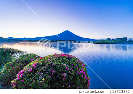 [靜岡縣]狸湖畔的小月（杜鵑花），黎明的富士山 115723882
