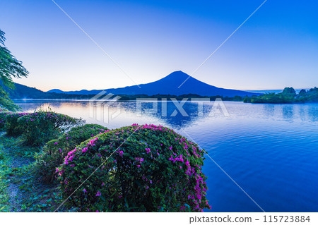 [Shizuoka Prefecture] Satsuki (azalea) on the shores of Lake Tanuki, Mount Fuji at dawn 115723884