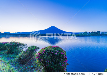[Shizuoka Prefecture] Satsuki (azalea) on the shores of Lake Tanuki, Mount Fuji at dawn 115723886