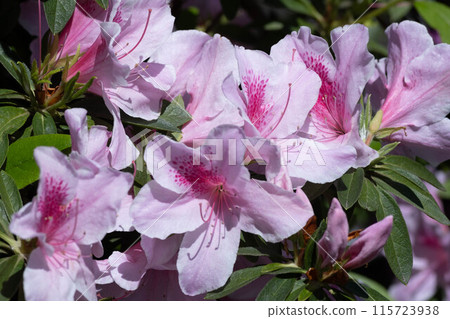Pink azalea 115723938