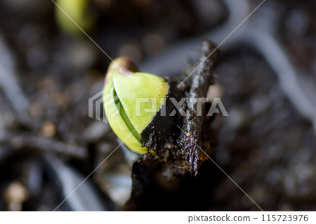 Tambaguro Kuromame 發芽擴展 6 月中旬 Tambaguro Kuromame 發芽擴展 6 月中旬 115723976