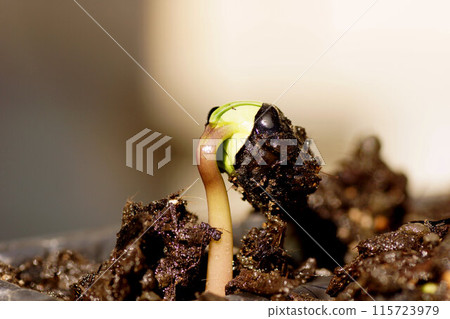 Tanba Kuro beans germinate and expand in mid-June 115723979