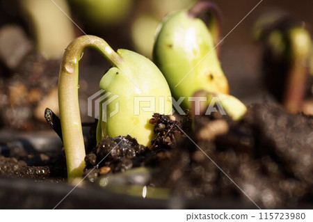 Tambaguro Kuromame 發芽擴展 6 月中旬 115723980