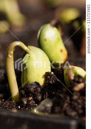 Tanba Kuro beans germinate and expand in mid-June 115723981