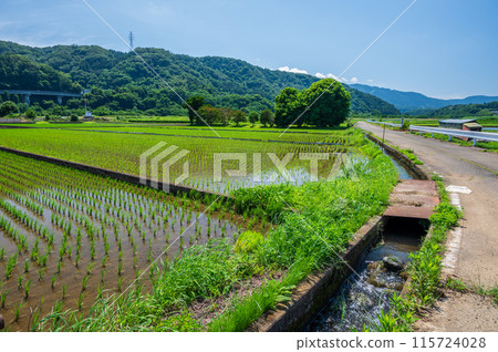 The Minowa Farmland: Kanagawa's Primitive Landscape 115724028