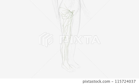 Lymphatics of right Iower limb 115724037