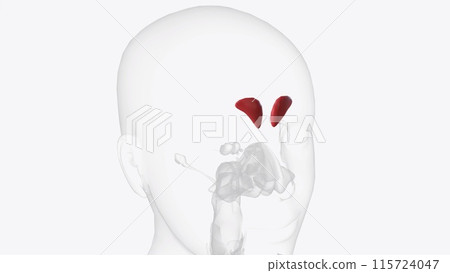 The frontal sinuses are one of the four pairs of paranasal sinuses that are situated behind the brow ridges 115724047